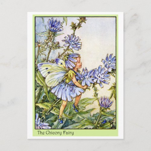 The Chicory Fairy Postcard