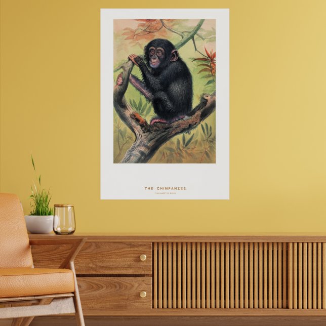 The Chimpanzee, Zoological Sketches, Poster (Living Room 2)