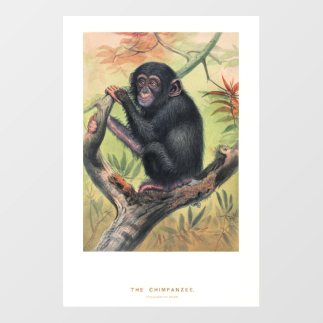 The Chimpanzee, Zoological Sketches, Wall Decal (Front)