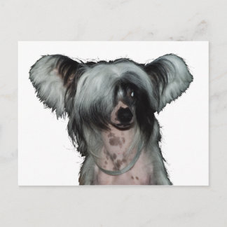 The Chinese crested dog Postcard