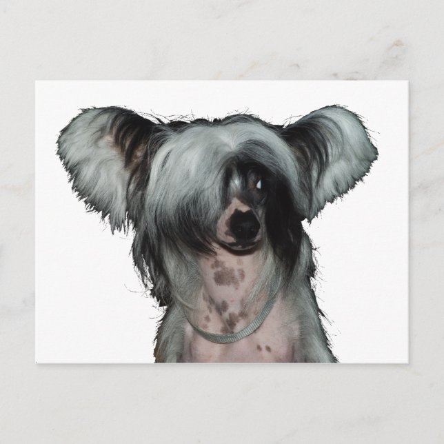 The Chinese crested dog Postcard (Front)