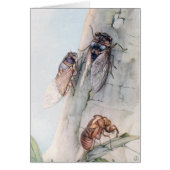 THE CICADA 2 (Front)