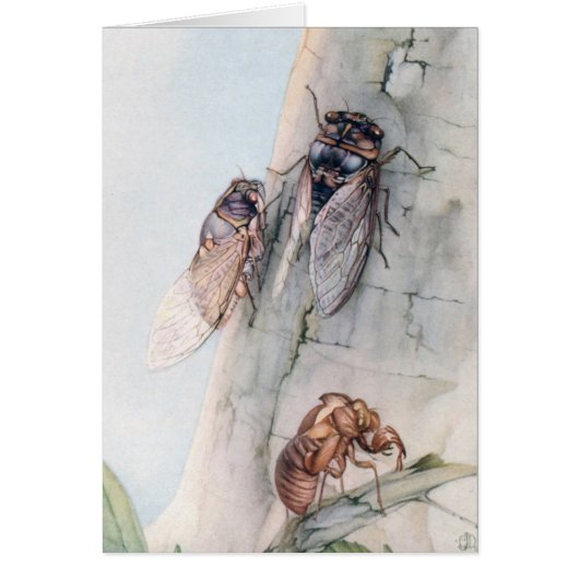 THE CICADA 2 CARDS (Front)