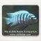 The Cichlid Room Companion - Metriaclima zebra