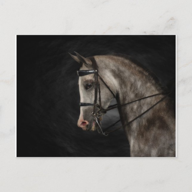 The Classy Arabian Postcard (Front)