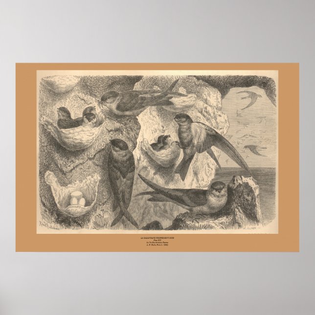 The Cliff Swallows Poster (Front)