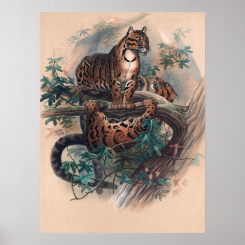 The Clouded Tiger by Joseph Wolf Poster