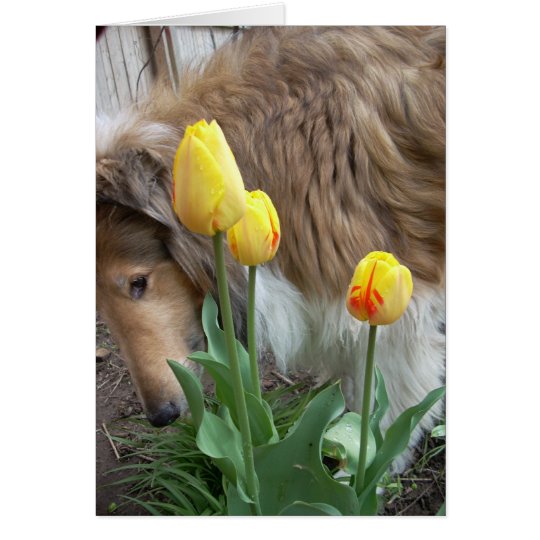 The Collie and the Tulips Card
