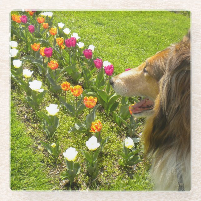 The Collie N the Tulips Trinket Box Glass Coaster (Front)