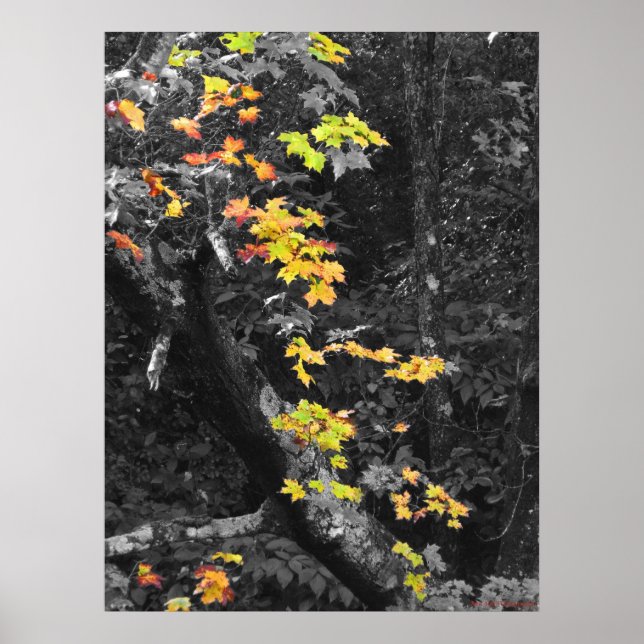 The color of Fall Poster (Front)