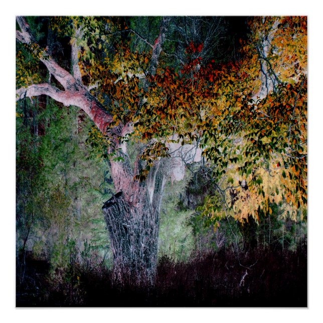 The Colors of Fall.... Poster (Front)