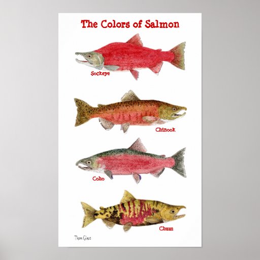 The Colors of Salmon Poster | Zazzle