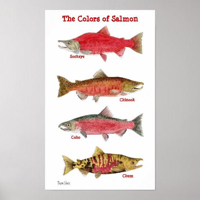 The Colors of Salmon Poster (Front)