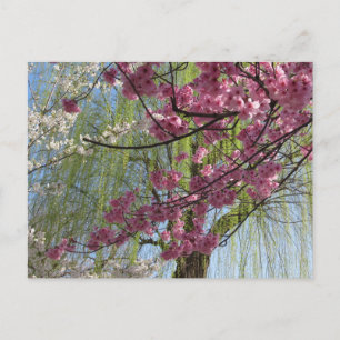 The Colors of Spring: Tokyo Postcard