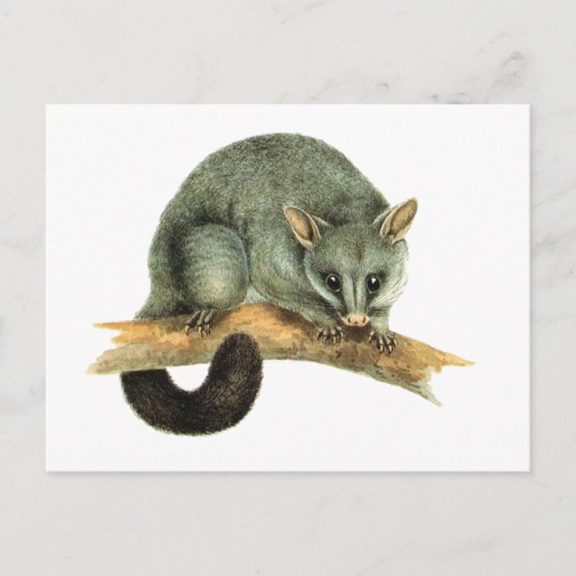 The Common Brushtailed Possum from Australia Postcard (Front)