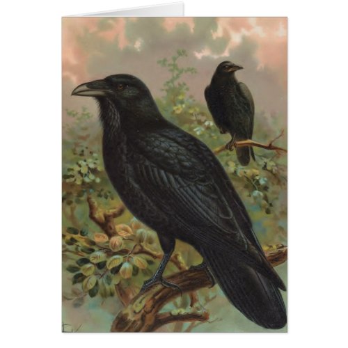 The Common Raven Vintage Bird Illustration