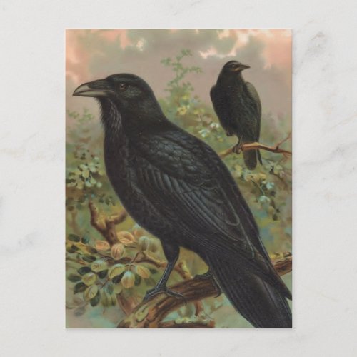 The Common Raven Vintage Bird Illustration Postcard