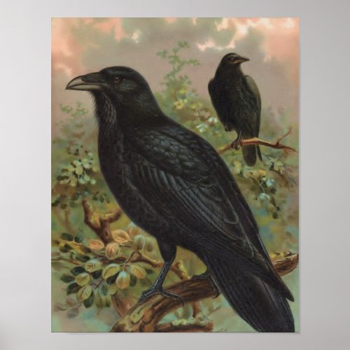 The Common Raven Vintage Bird Illustration Poster