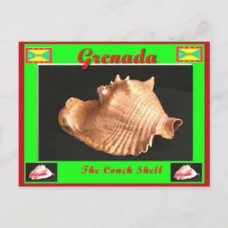 The Conch Shell Postcard
