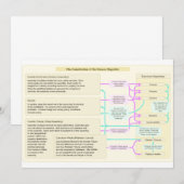 The Constitutional Structure of the Roman Republic (Front/Back)