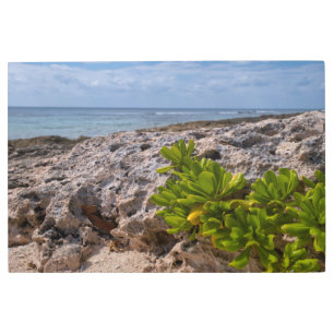 The Corals Edge Metal Print