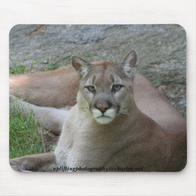 The cougar mouse pad (Front)