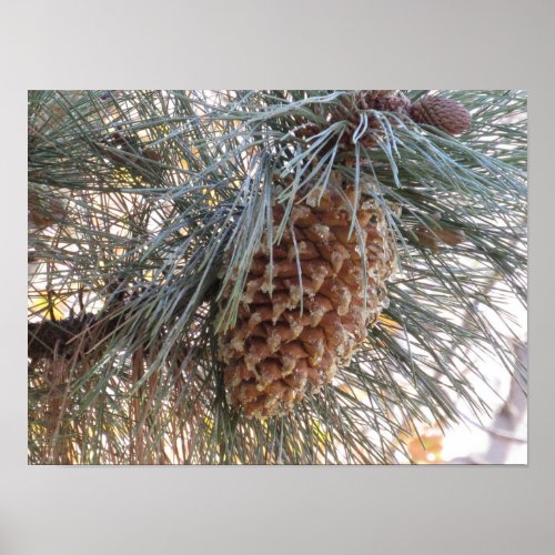 The Coulter Pine Cone Poster