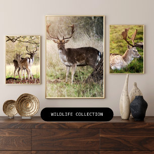 The Countryside Collection: Majestic Fallow Deer Wall Art Sets