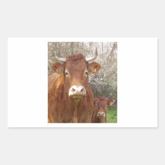 The cow and his calf - The cow and its calf Rectangular Sticker