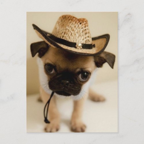 The Cowboy Pug Puppy Postcard