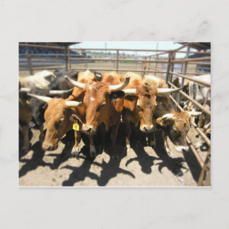 The cows came home postcard