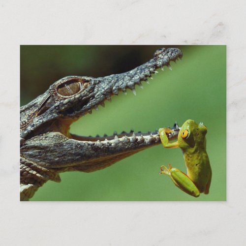 The Crocodile and the Frog Postcard