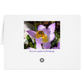 THE CROCUS TASTER ~ Card (Back Horizontal)