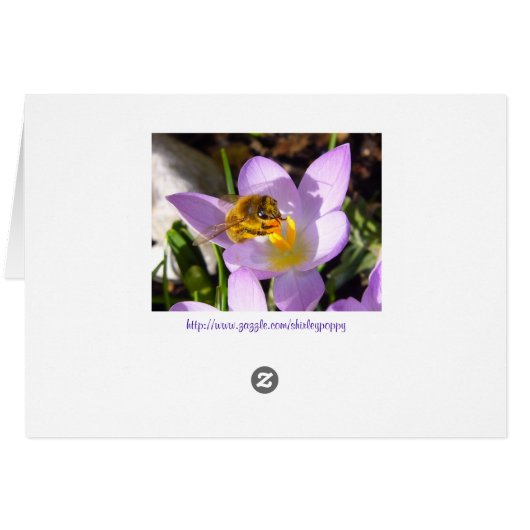 THE CROCUS TASTER ~ Card (Back Horizontal)
