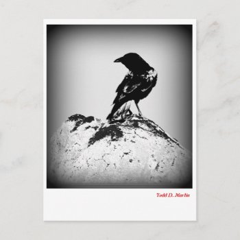 The Crow Post Card by toddsphotography at Zazzle