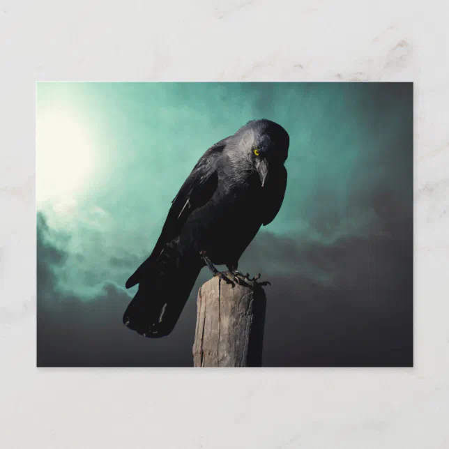 The crow postcard | Zazzle