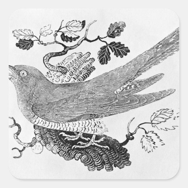 The Cuckoo Square Sticker (Front)