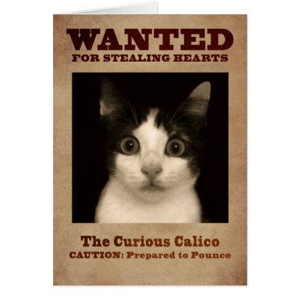 The Curious Calico Kitten Card