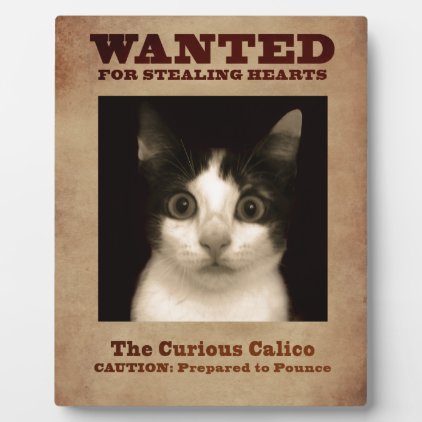 The Curious Calico Kitten Plaque