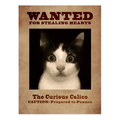 The Curious Calico Kitten Postcard