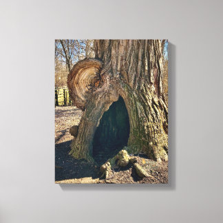 The Curious Hollow 11 x 14 Canvas Print