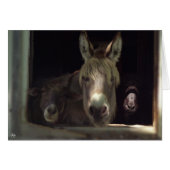 The Curious Trio (Front Horizontal)