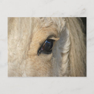 The curls have it American curly horse Postcard