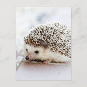 The Cute Baby Hedgehog Postcard