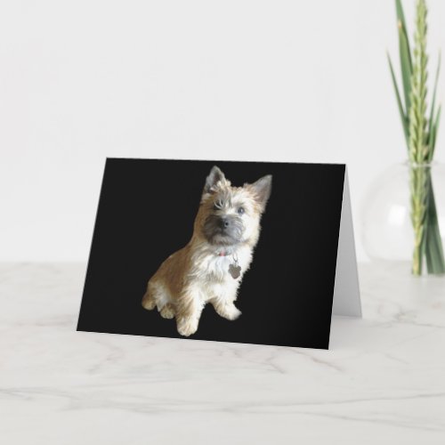 The Cutest Cairn Terrier Ever  Cuter than Toto Card