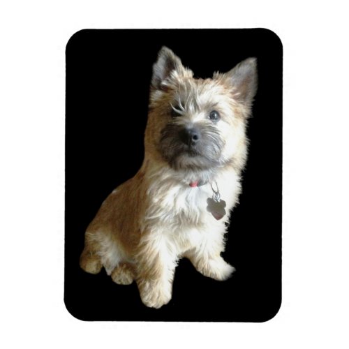 The Cutest Cairn Terrier Ever  Cuter than Toto Magnet