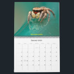 The Cutest Jumping Spiders Calendar<br><div class="desc">An absolutely beautiful collection of macro images of the most adorable jumping spiders. All spider lovers will cherish this beautiful calendar!</div>