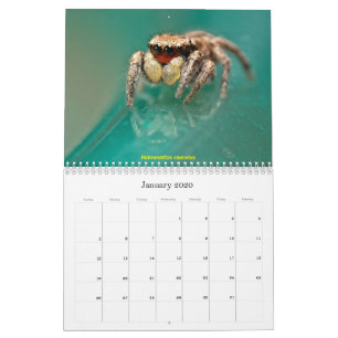The Cutest Jumping Spiders Calendar