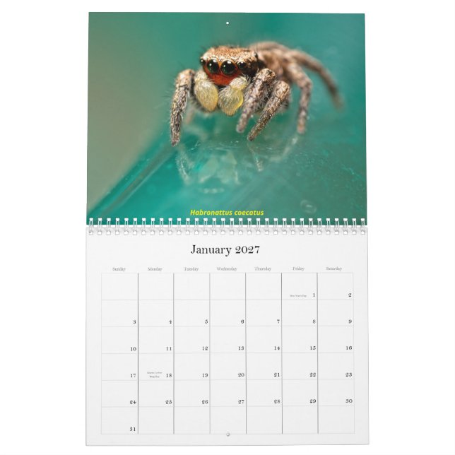 The Cutest Jumping Spiders Calendar (Jan 2027)