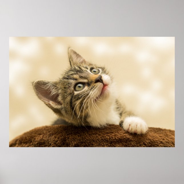The Cutest Kitten Ever Poster (Front)